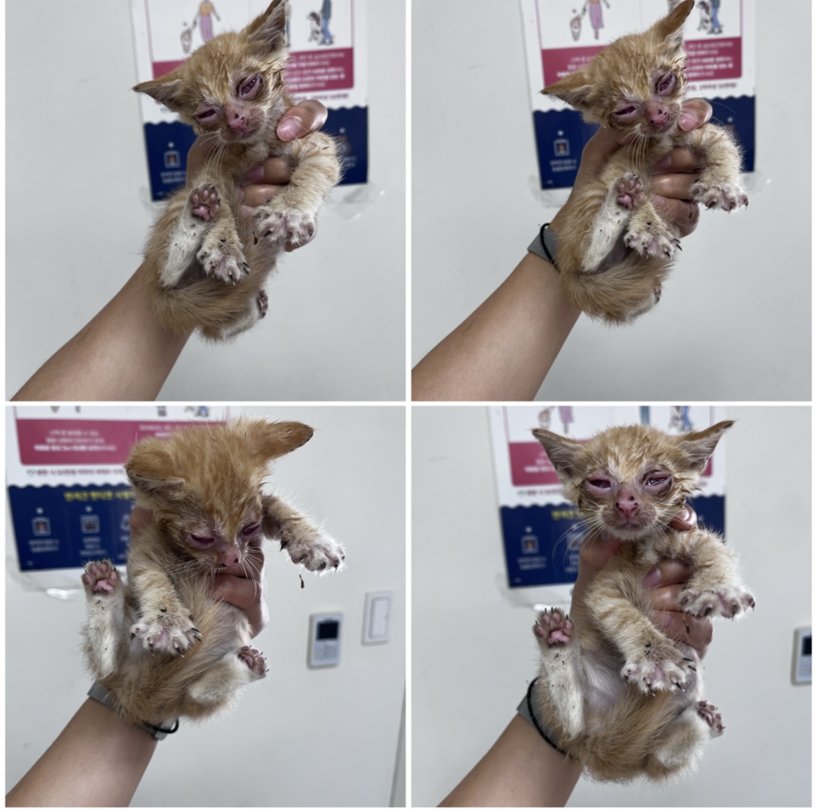 종료(자연사) 한국…